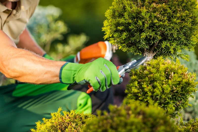 Pruning Overgrown Shrubs