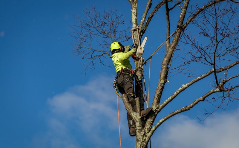 Tree removal in action