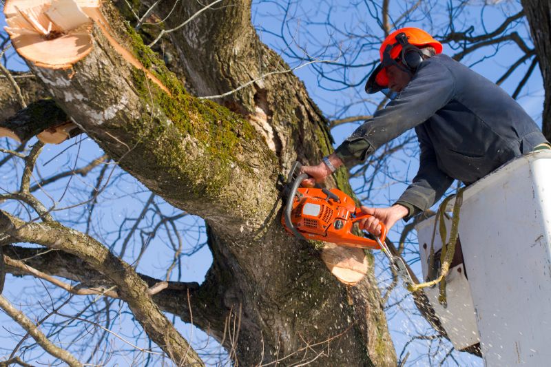 Tree removal specialists preparing equipment