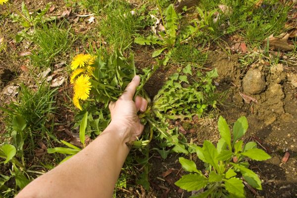 Garden Weed Clearance